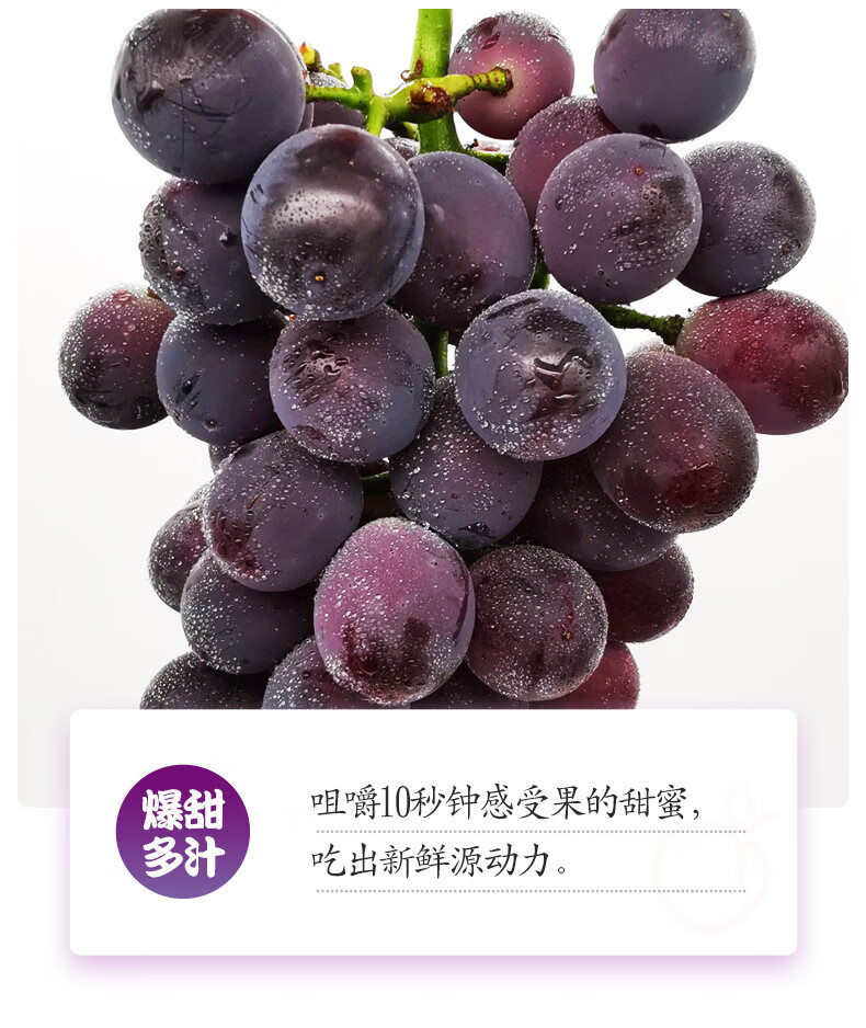 茉莉香葡萄品种介绍图片