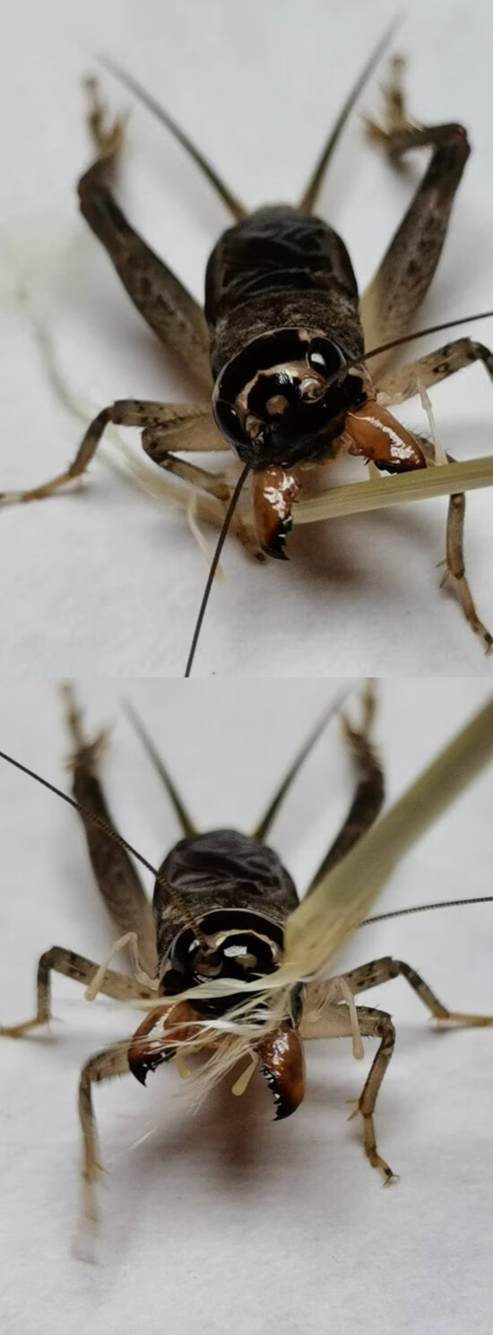 蟋蟀能活多久图片