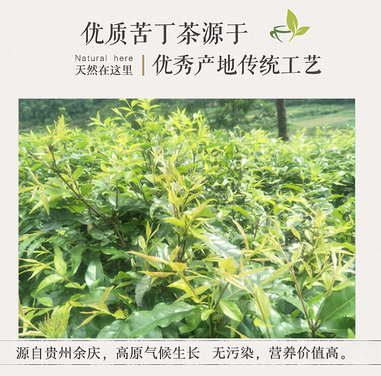 貴州特產小葉苦丁茶一級 200克約80小包 微苦回甘