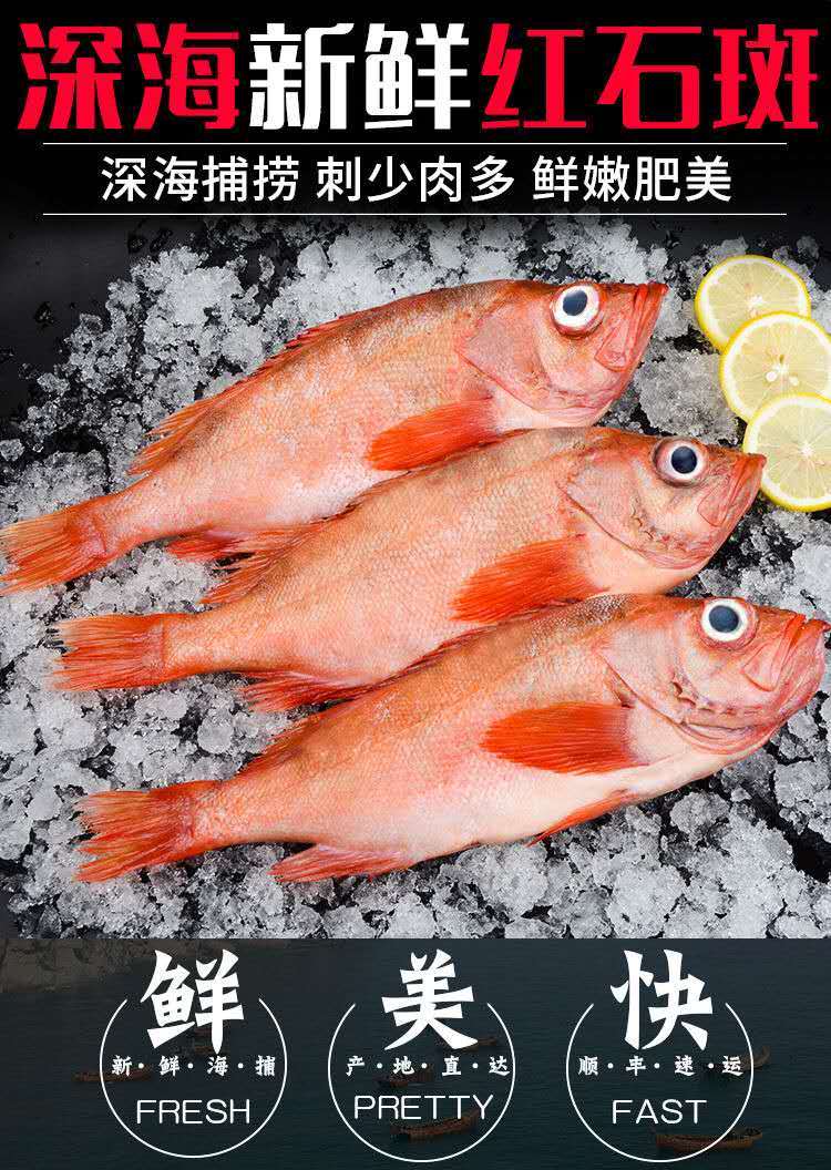 展志曼智红石斑鱼冷冻整条大龙胆鱼富贵鱼红鱼深海鱼