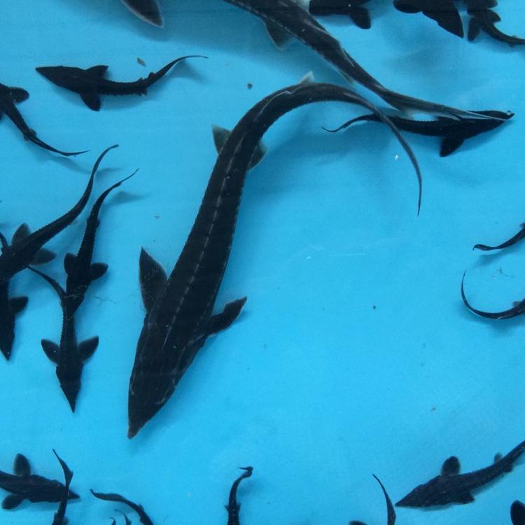 鲟鱼苗中华观赏鱼淡水养殖可食用尖嘴鲟冷水鱼西杂鲟活体荣郁910厘米3