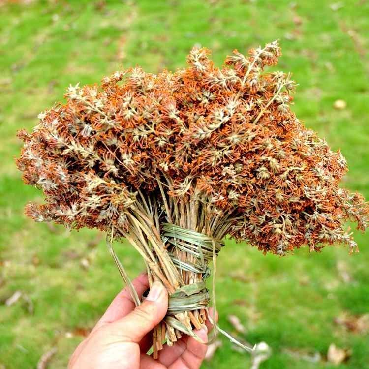 云南染饭花植物染饭花黄糯米饭花黄饭花临沧彩色米饭花德宏密蒙花 50