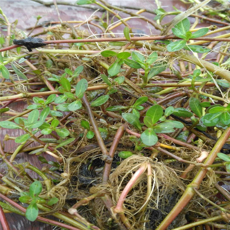 种根鱼塘养鱼虾蟹池塘养殖水草苗水生植物改善水质植物野生 水花生苗