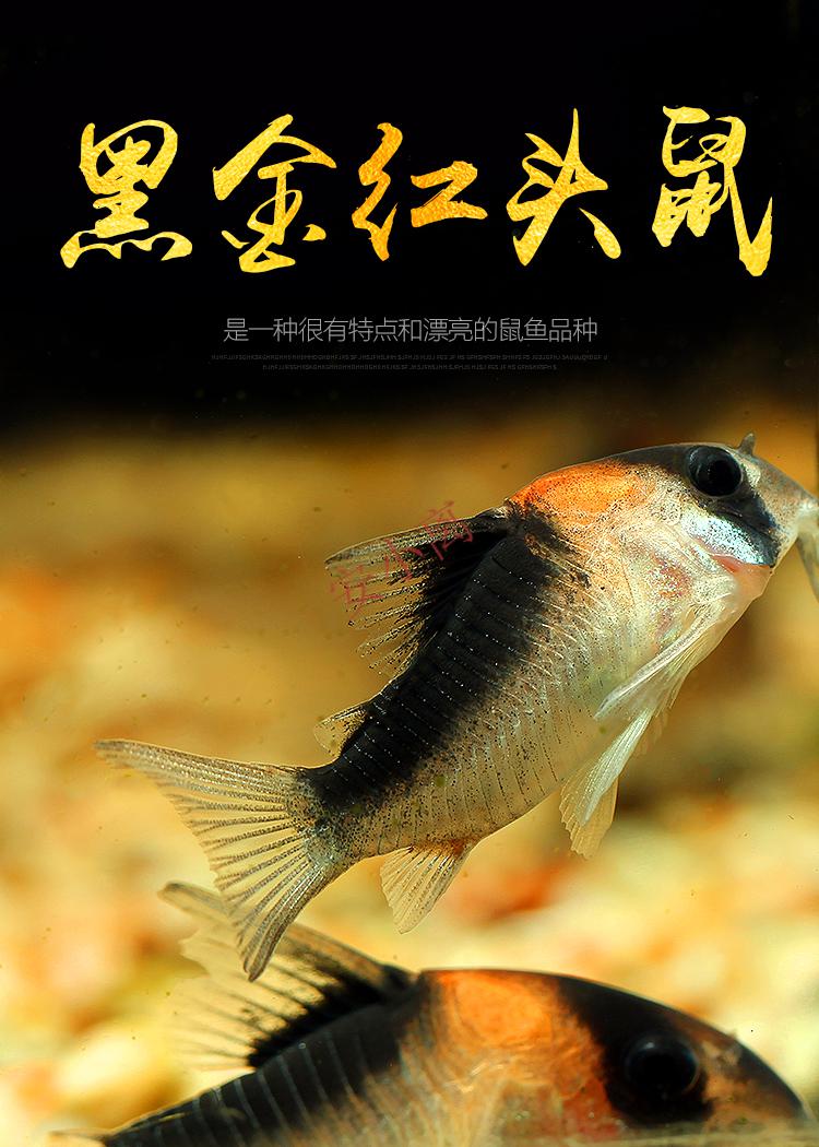 【安小离】黑金红头鼠鱼小型南美底栖鱼清洁热带鱼工具老鼠鱼f1金线金