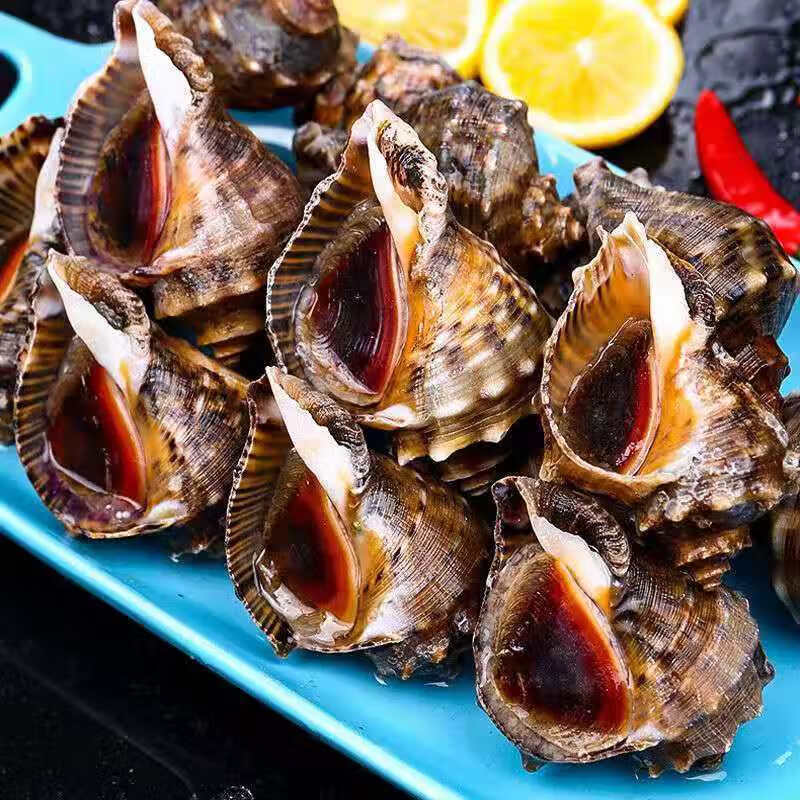 鲜活海螺海捕新鲜大海螺大小海螺鲜活批发海鲜水产螺类 福茹洲 半斤