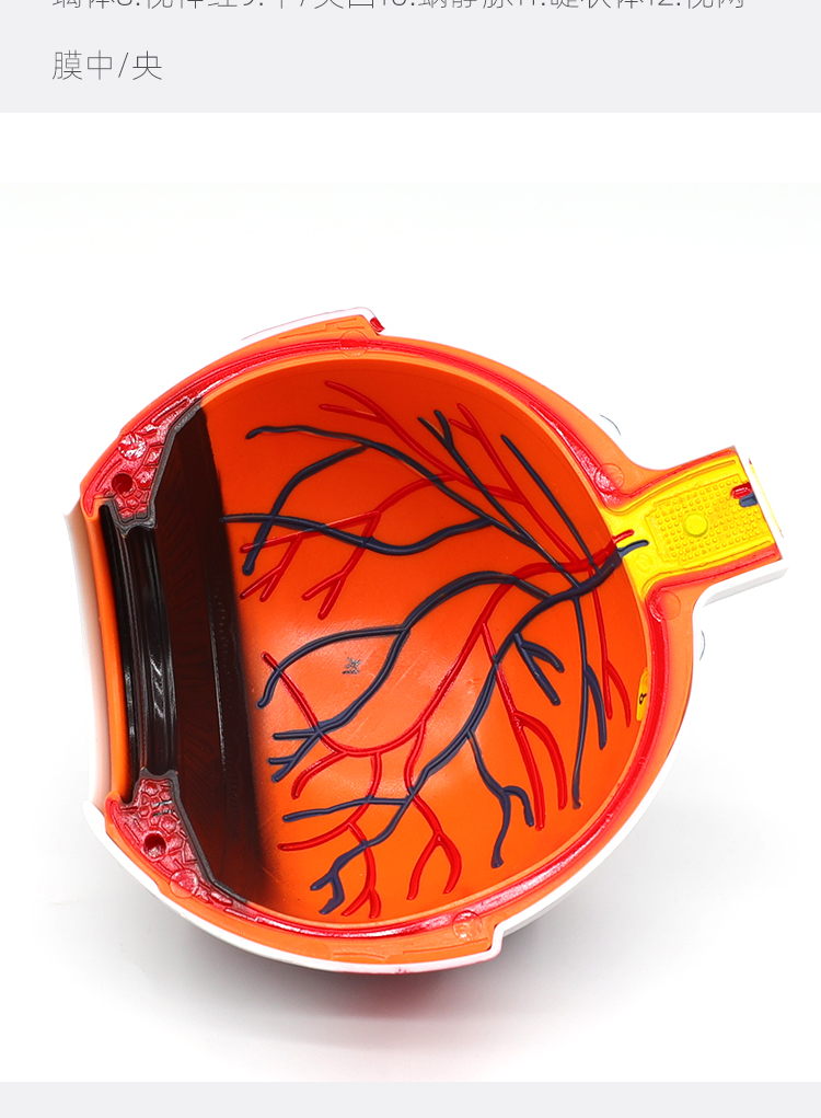 2022新款人体眼球仿真模型6倍放大眼睛结构造解剖眼模型教学仪器珠具