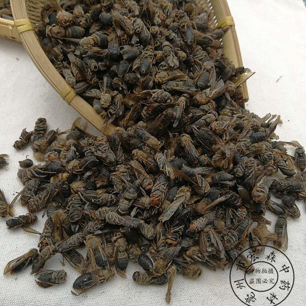 中药材马蜂干100克泡酒大黄蜂马蜂葫芦蜂新货另有蝗虫干 500克【图片