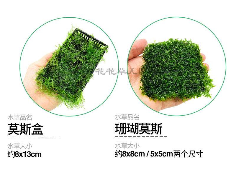 懒人水草植物水榕沉木莫斯水草绿植红金钱榕坨草 图片价格品牌报价 京东