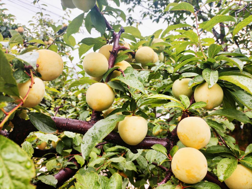 四川冰糖李新鲜大果桃花李子果纯甜蜂蜜李黄金奈李汉源蜂糖李3斤大果