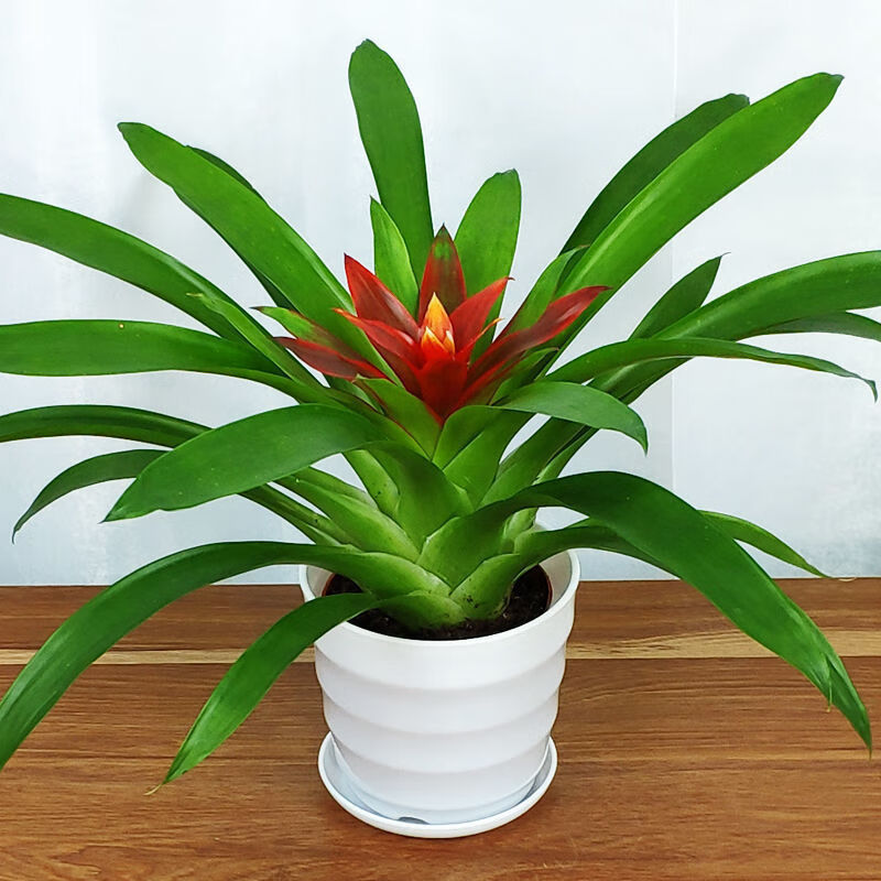 花卉凤梨花植物水培绿植带花盆 鸿运当头【花好月圆陶瓷盆】【图片