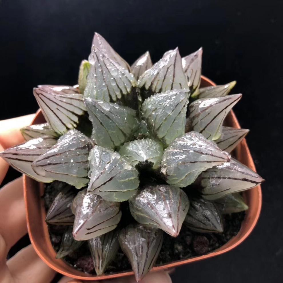 西瓜十二卷寿背窗寿玉露寿多肉植物精品大西瓜寿群生10厘米左右裸根不