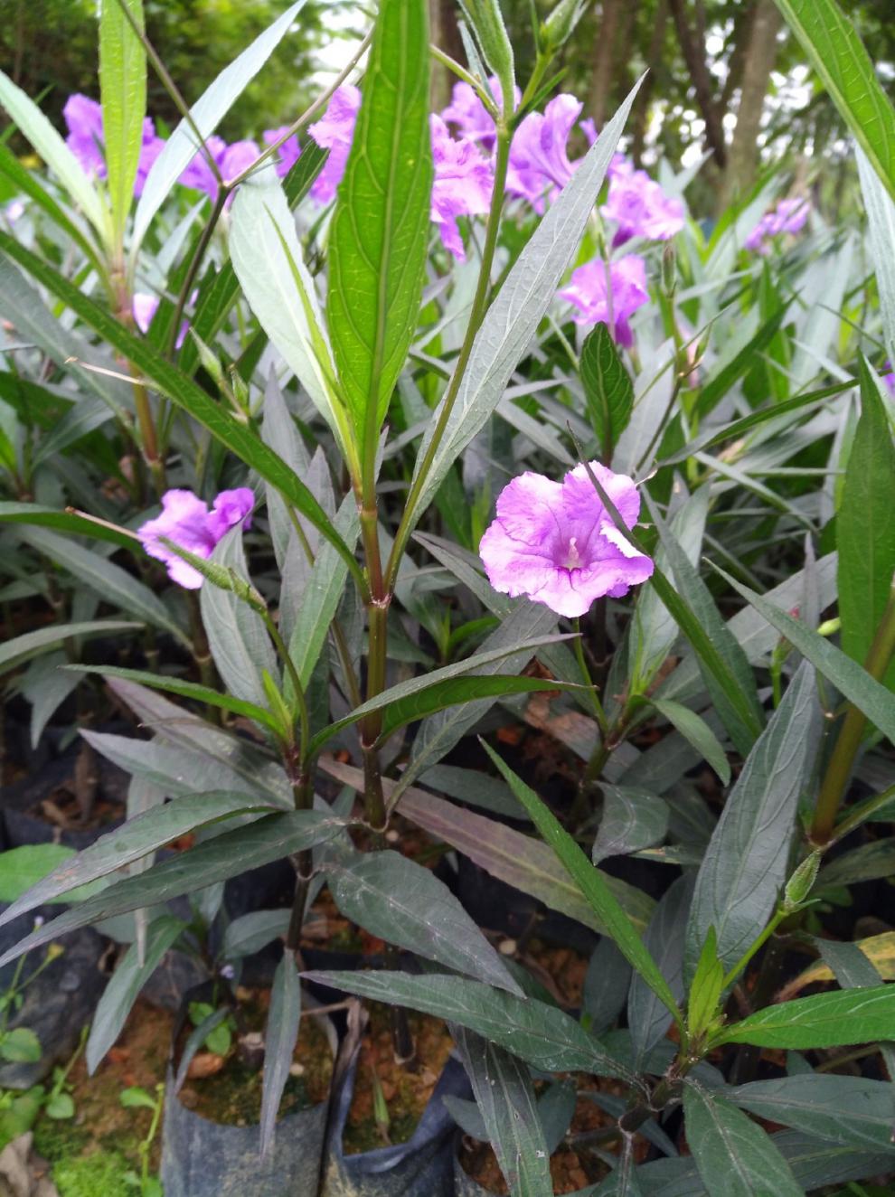 芦莉草盆栽蓝草花翠芦莉耐热耐寒植物四季花苗花期长开花机器 单枝高