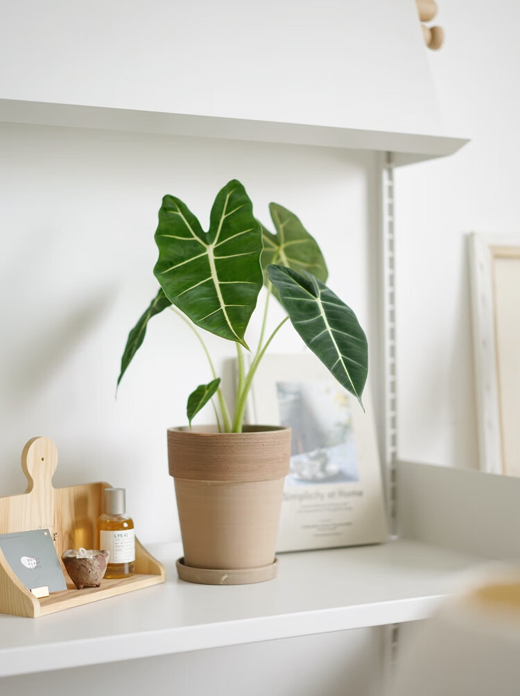 秋颖 绿天鹅海芋 北欧ins风室内家居植物桌面绿植高冷气质 绿天鹅海芋