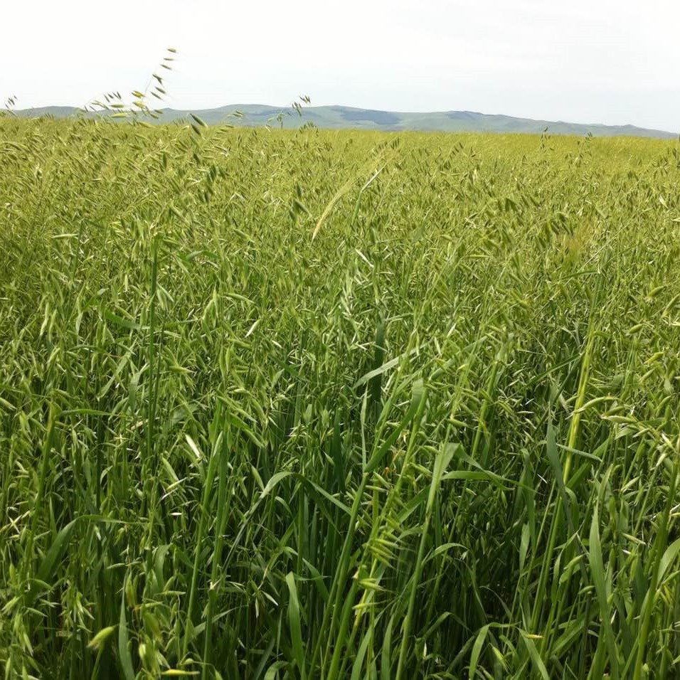 京喜好物生燕麦米燕麦片农家自产粗粮五谷杂粮裸燕麦仁燕麦粒马培中农