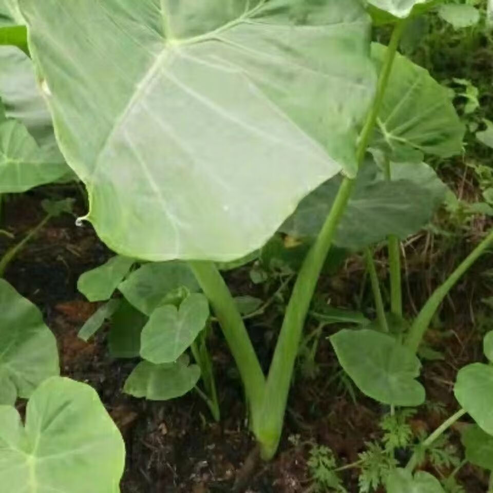 广菜苗贵州特产白芋荷菜苗现挖先发蒙禾绿植装饰酸汤蔬菜带泥发货 广