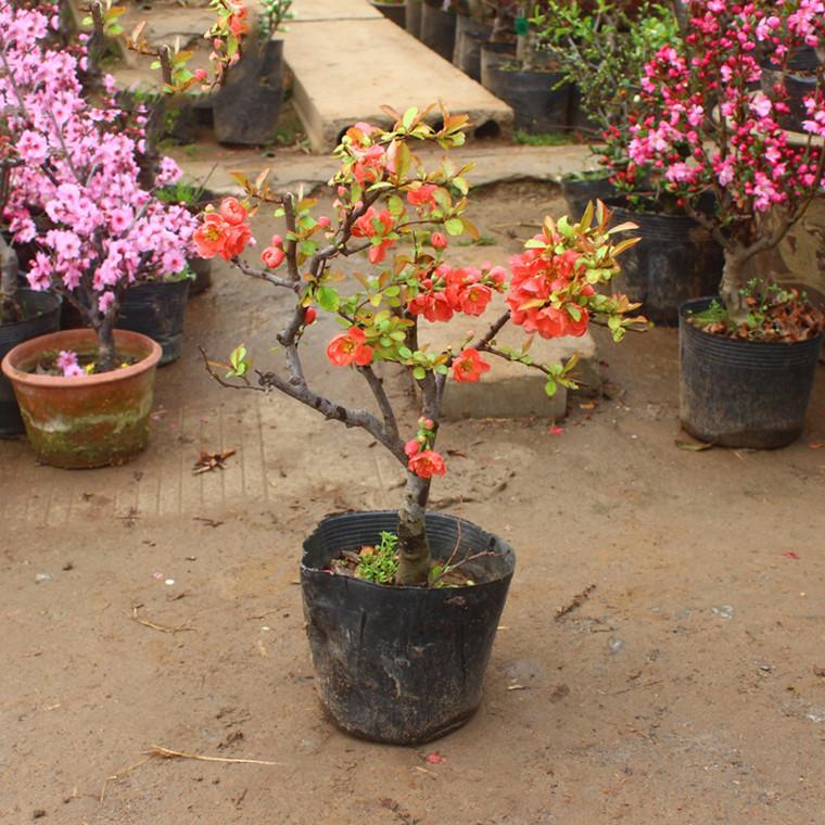 外綠植花卉觀花庭院陽臺四季海棠 日本海棠 三年苗多分枝【圖片 價格