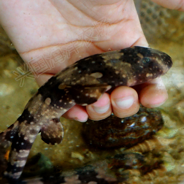 鲨鱼活体猫鲨小型海水鱼食肉鱼观赏鱼猫鲨5160cm