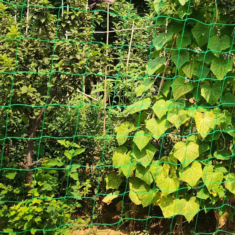 园艺爬藤网百香果葡萄植物攀爬瓜果藤蔓花卉农用网豆角瓜果搭架网 24