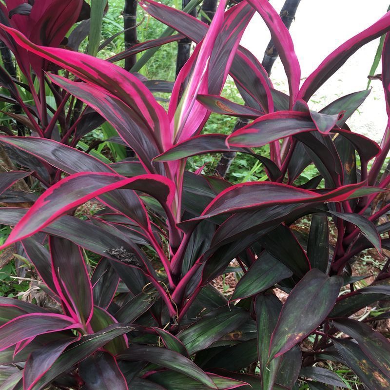 新货中药材红铁树叶 朱蕉叶 铁树叶 朱竹叶 红叶铁树500克【图片 价格