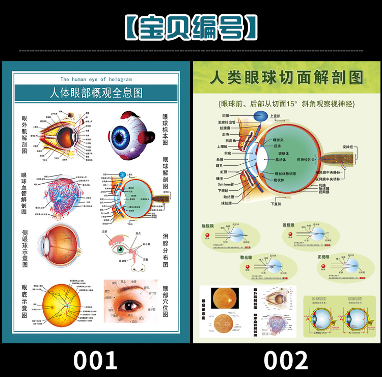 眼睛眼球結構圖眼鏡店眼睛眼球結構圖眼球解剖圖剖面圖愛眼護眼宣傳