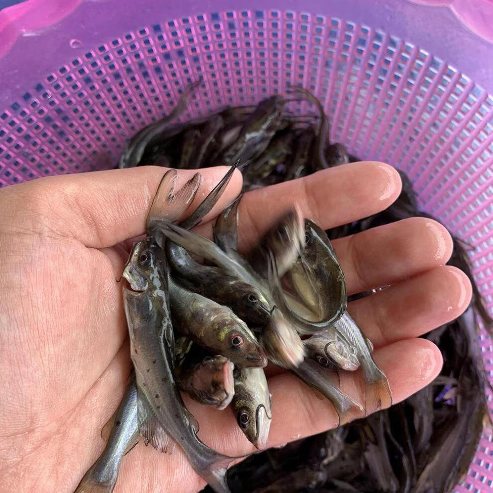 cmcm斑點叉尾鮰魚苗班點梭邊魚鉗魚鯰魚科淡水好養殖食用耐活本地 叉