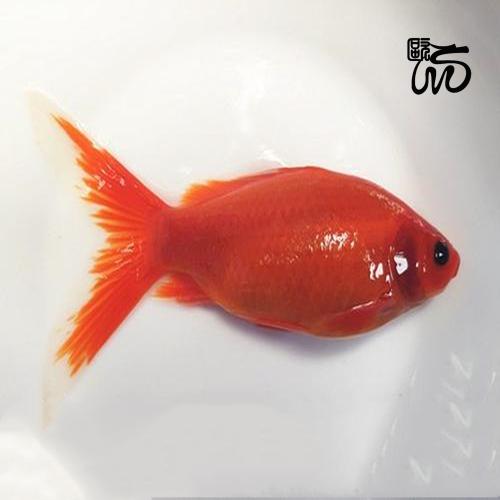 冷水鹦鹉发观赏鱼红草金花草红白草金鱼冷水鱼好养草鲫练手 红白草金3