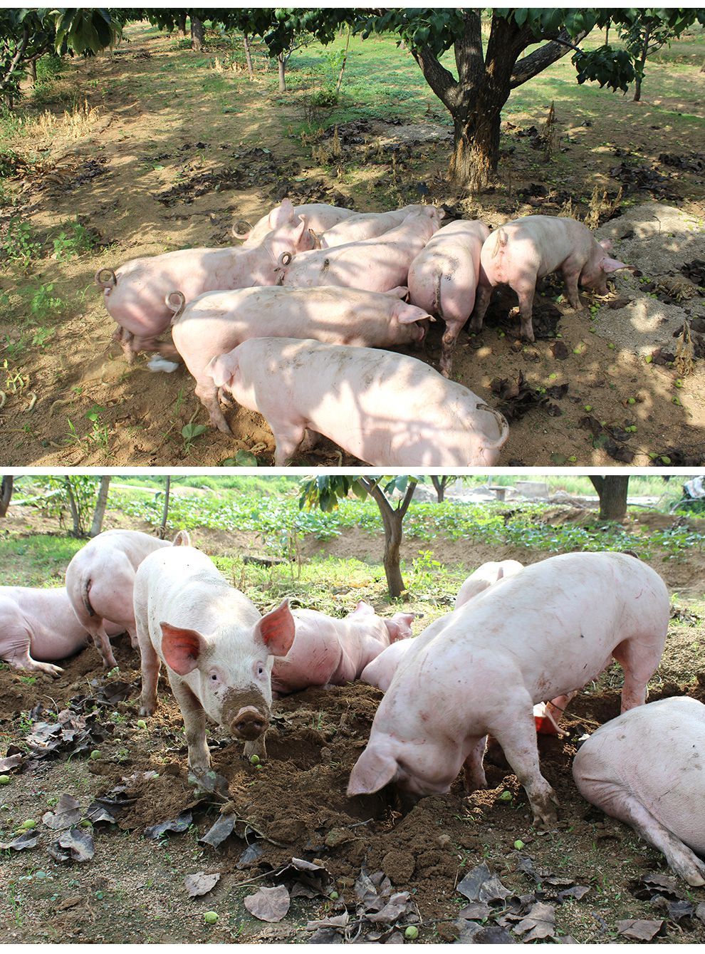 顺丰直达猪肉生鲜新鲜猪尾巴猪长尾猪短尾带皮去毛农家散养土猪尾巴土