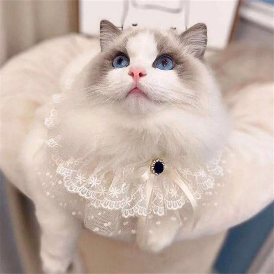 海双布偶幼猫蓝双重点色仙女猫幼崽小猫咪活物宠物猫咪 蓝猫混血猫咪