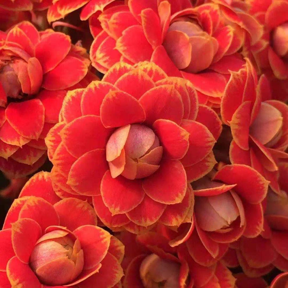 长寿花烟花盆栽大花重瓣绿植室内四季开花好养易活花卉 奔新农 随机2