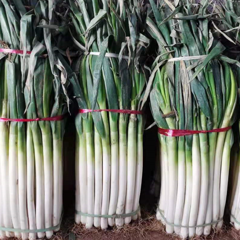 顺丰直达山东铁杆正宗脆甜章丘大葱香高葱10礼盒农家自产自销顺丰!