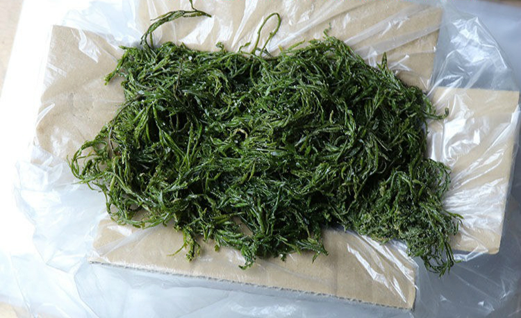 威海薄海带芽长寿菜马尾藻海带苗嫩海藻菜韩式海带汤 智维理克 特嫩
