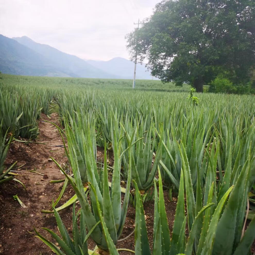 美国库拉索芦荟苗美容院补水灌肤专用绿植盆栽食用室内鲜芦荟植物 一