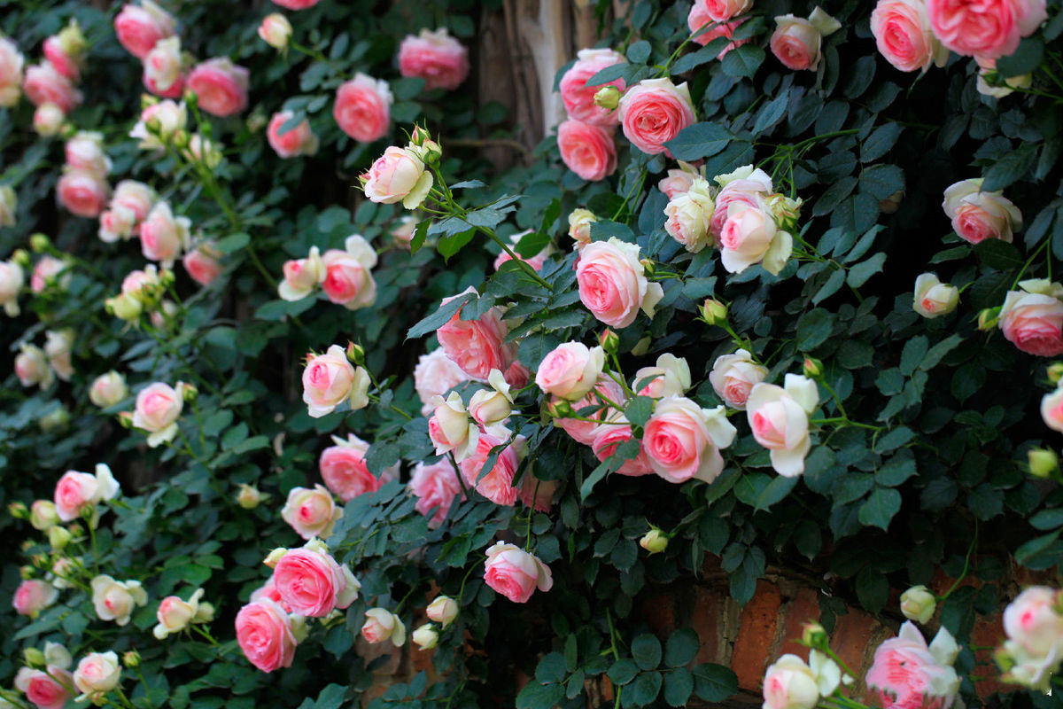 蔷薇花苗藤本月季大花浓香庭院爬藤植物花卉盆栽欧月玫瑰四季开花