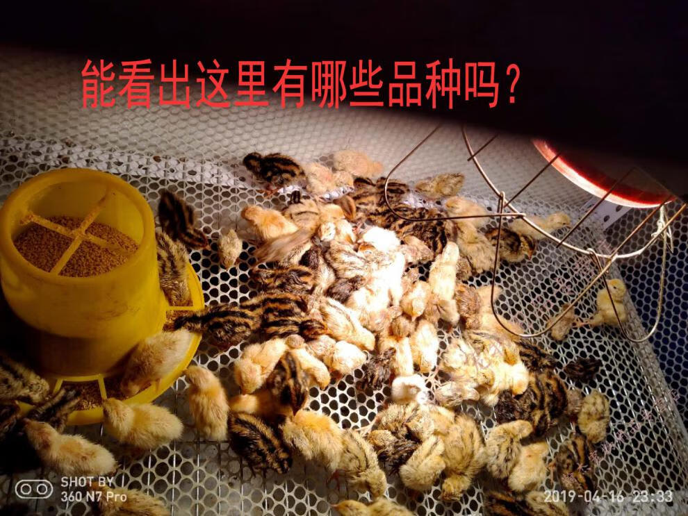 可孵化鵪鶉蛋種蛋受精蛋開口白莎維麥脫法國巨型蘆丁雞非洲黑迷你蘆丁