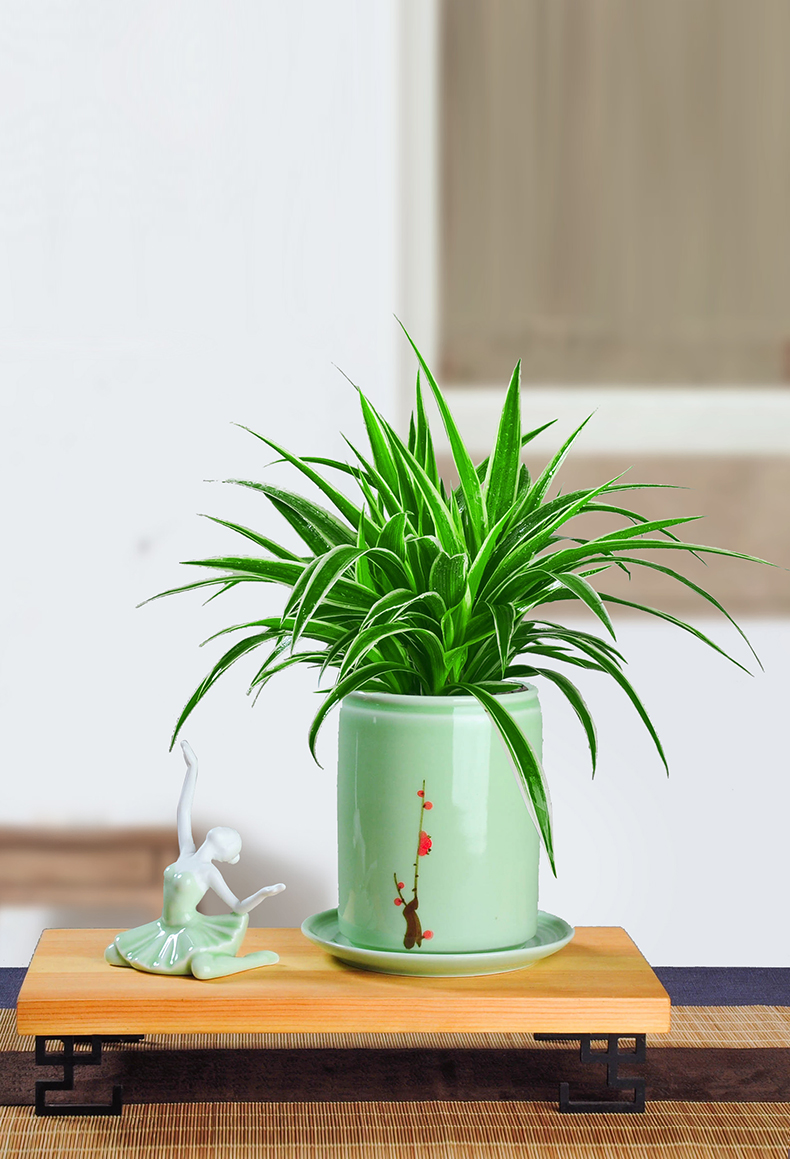 吊兰金边吊兰盆栽垂吊植物室内客厅办公室桌面小盆景四季常青好养绿植