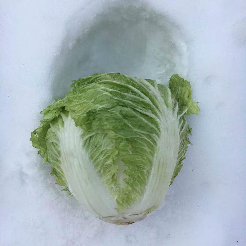 大白菜新鲜蔬菜5斤黄心白菜圆白菜口感偏甜免洗白菜2500g