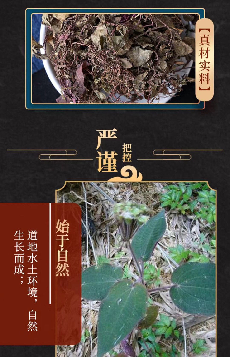 正宗风柜斗草福建土楼红杆风鼓草风谷草楮头红干品特品风柜斗草250克