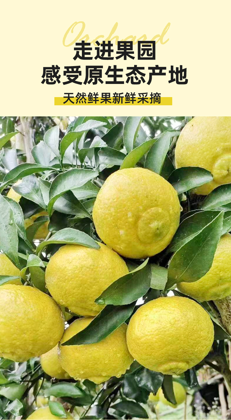 柚子湖南黄金贡柚新鲜水果8斤当季葡萄柚春香金柚黄肉蜜柚整箱10多