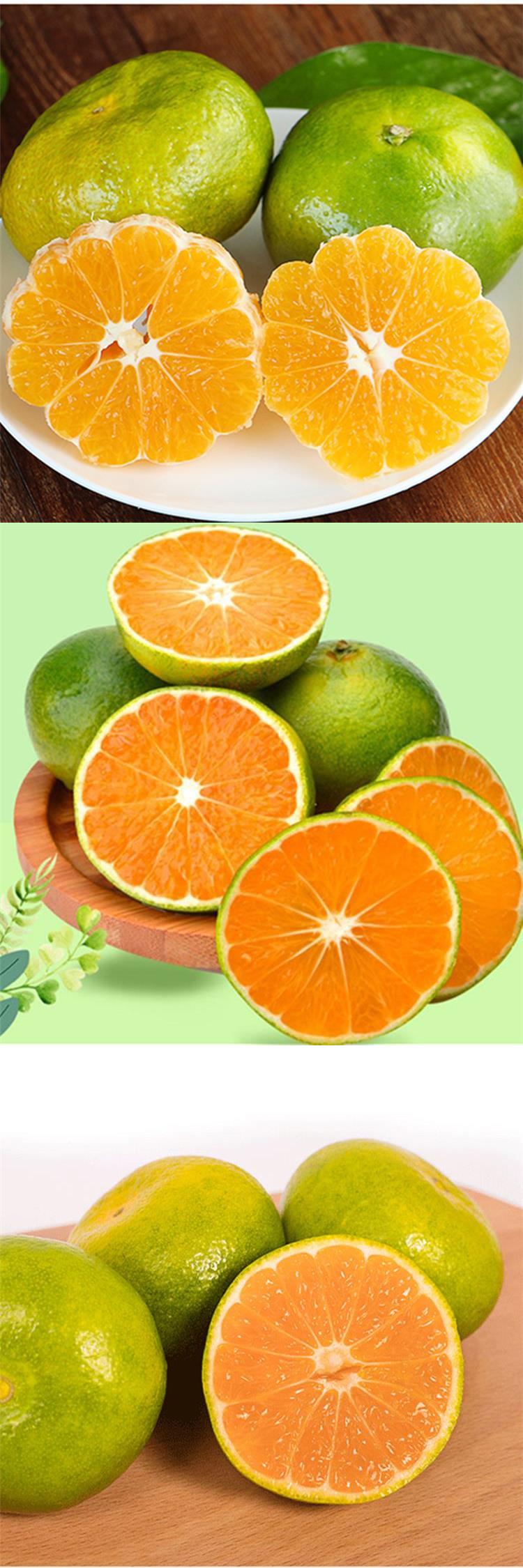 云南蜜桔 无籽青皮桔子 新鲜水果云南特早当季早熟孕妇水果大果橘子 8