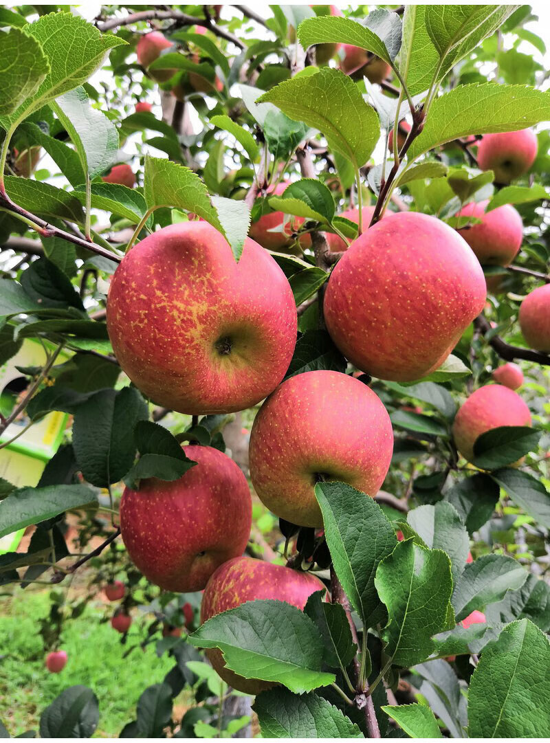 源外 威宁冰心苹果10斤贵州高原特产糖心雪山镇现摘 9斤 70mm(含)
