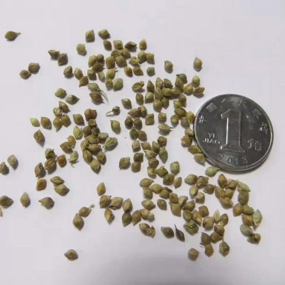 小米草种籽养殖水草虾蟹雀叶稗湖南稷子牧草种子水草草籽喂鱼草种