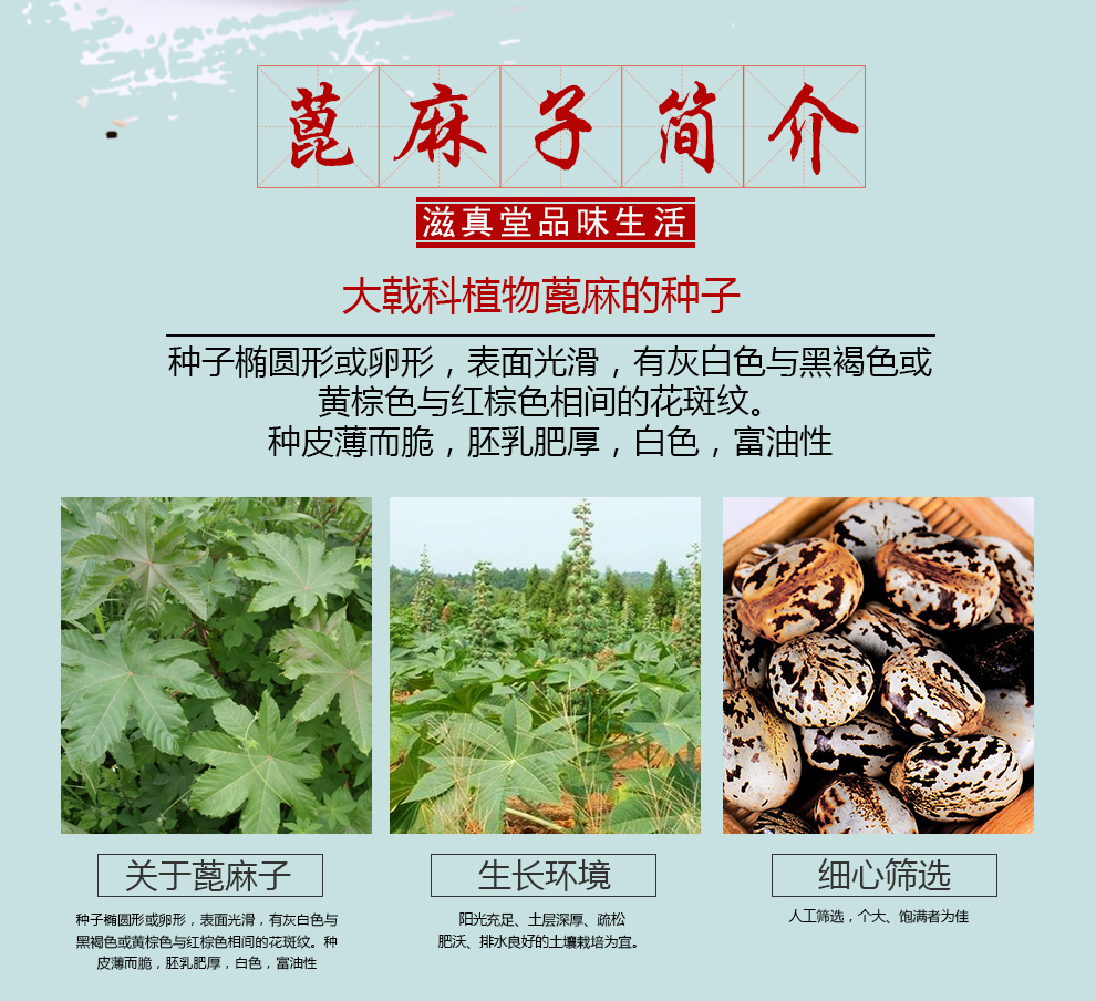 滋真堂 蓖麻子 蓖麻仁 萆麻子 大麻子中药材蓖麻籽 蓖麻子250g【图片