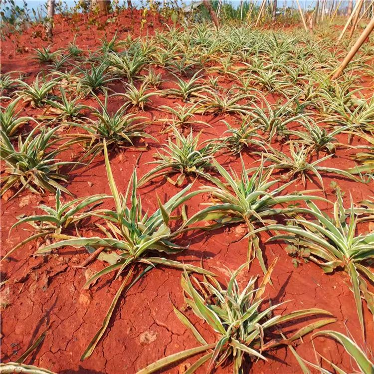 红土酸性营养土红沙土红泥土盆栽茉莉花茶花兰花映山红种植土10斤