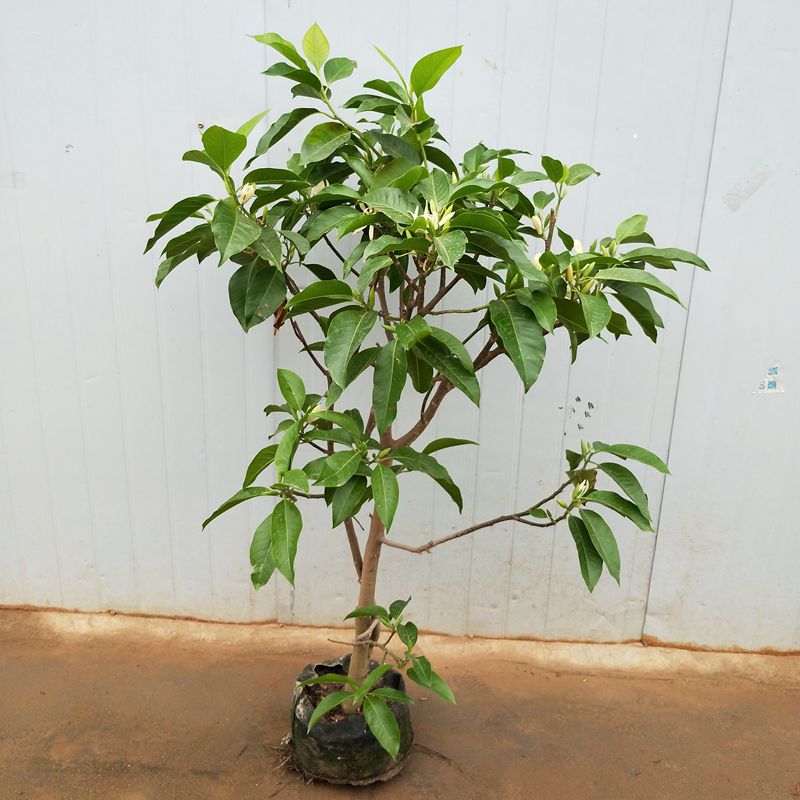 白兰花树苗盆栽黄兰黄角兰黄桷兰植物浓香绿植花卉当年开花大苗 黄兰7