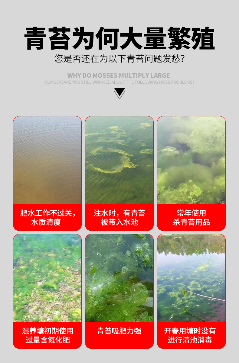 除藻劑青苔淨魚池水產養殖速殺青苔剋星黑毛藻水藻綠藻清除去除劑5袋