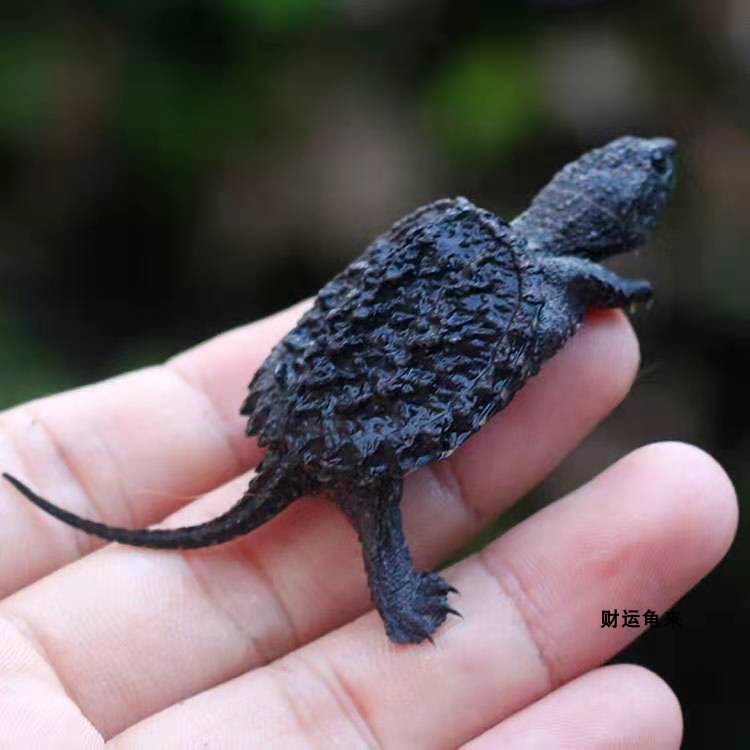 鳄鱼龟北美小鳄龟鳄龟苗爆刺纯佛凶猛杂佛食用肉龟宠物玩具小乌龟