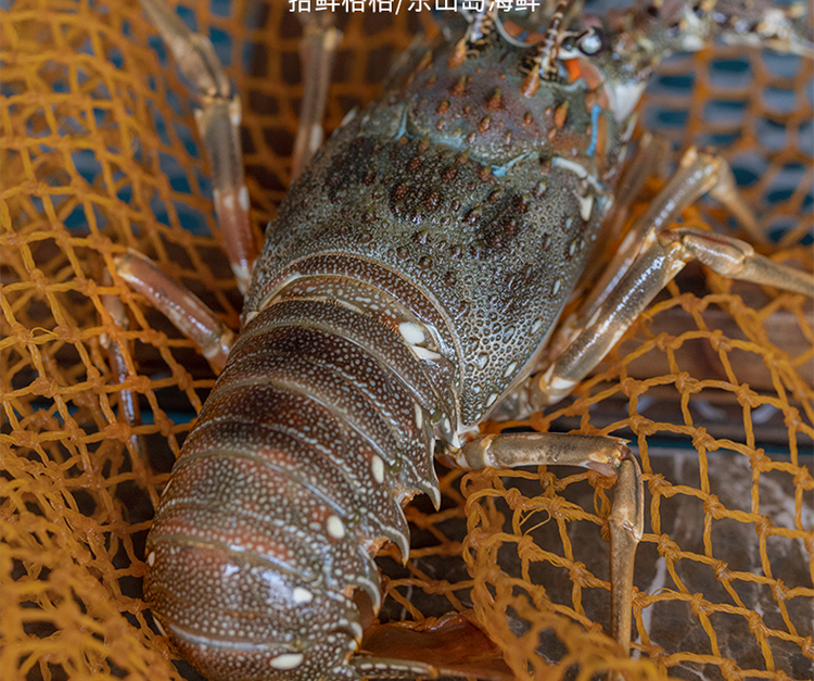 东山岛小青龙龙虾东山岛海捕鲜活小青龙冷冻新鲜小青龙虾 鲜冻1只