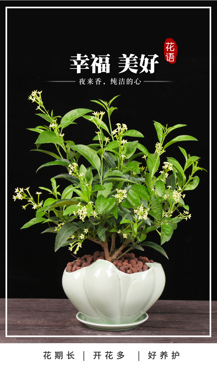 夜来香驱蚊草盆栽植物室外阳台室内窗台浓香花卉绿植净化空气 夜来香