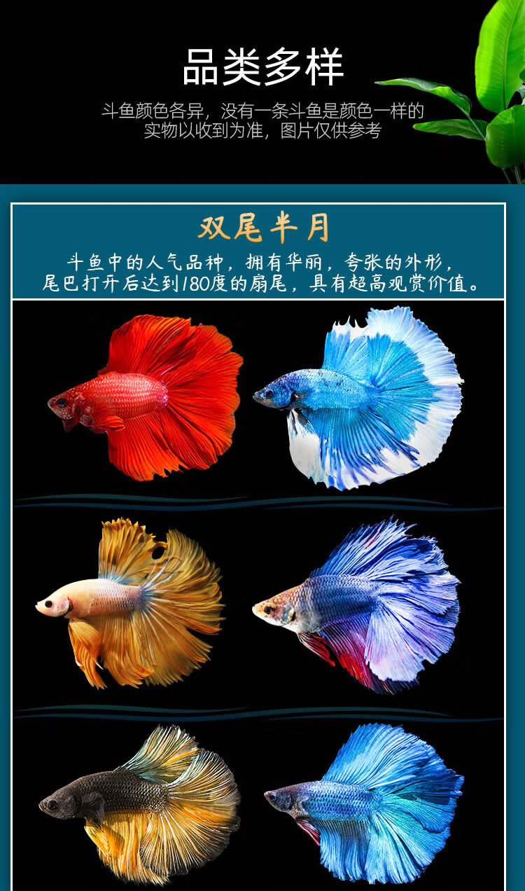 泰国斗鱼怎么养(泰国斗鱼可以和其他鱼一起养吗)