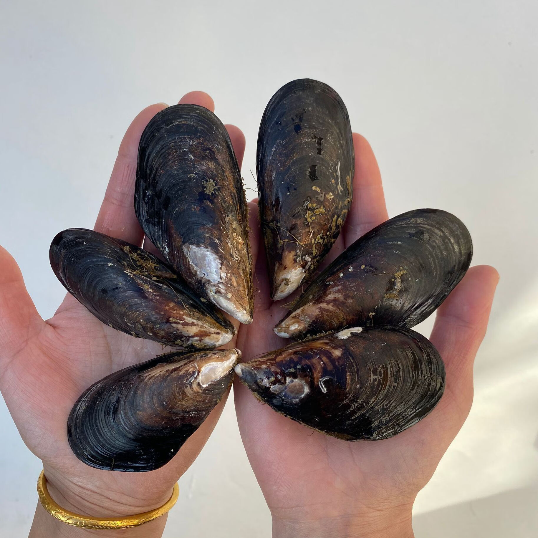 大青口贝鲜活特大海虹淡菜新鲜冷冻海鲜贻贝青口贝水产 5斤装【图片